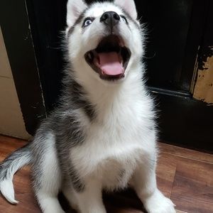 Meet your Posher, Connor